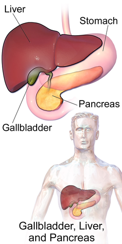 location of liver, stomach, gallbladder, and pancreas in relation to human body