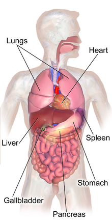 location of pancreas and other digestive organs in the body