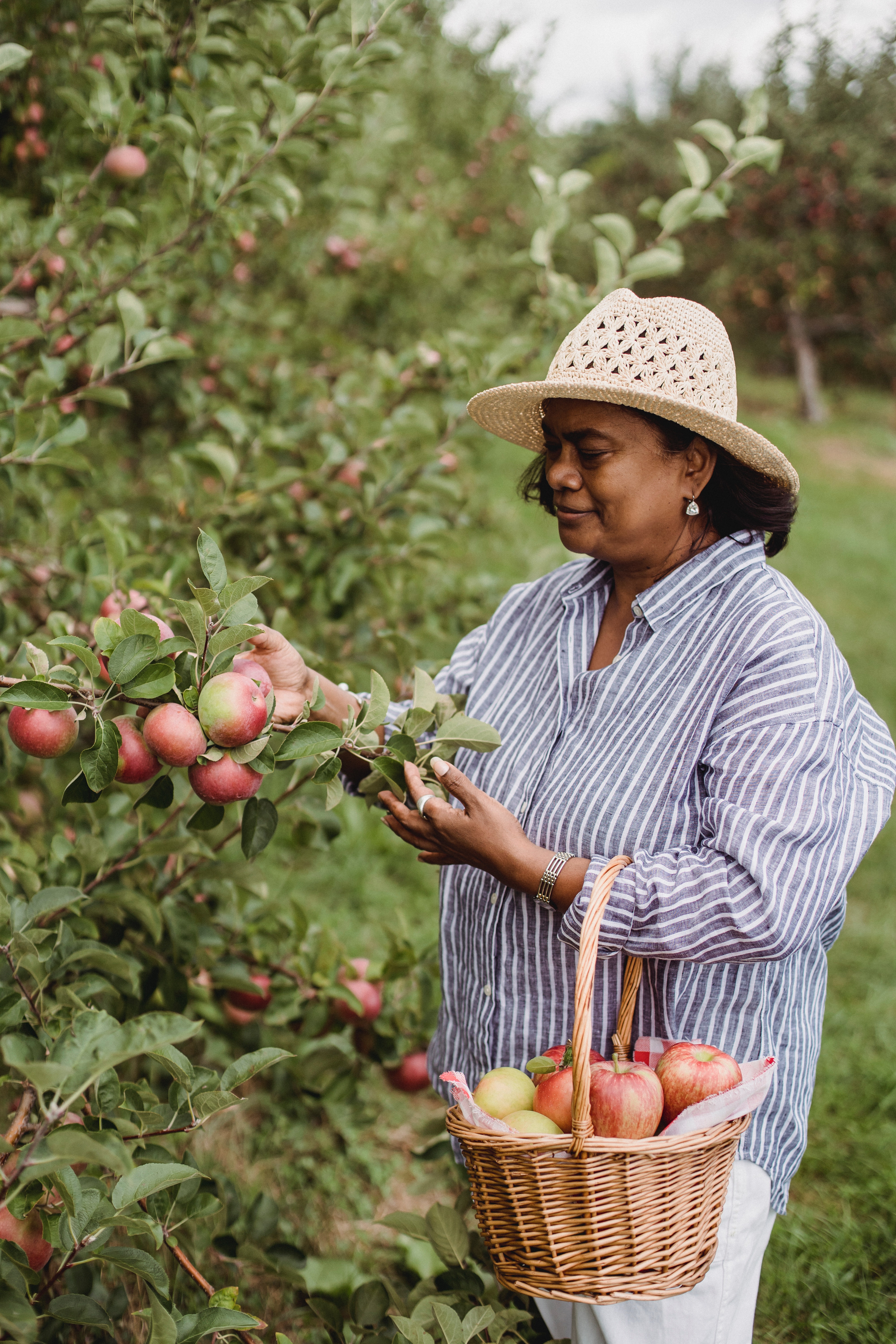 Older women picking ripe apples