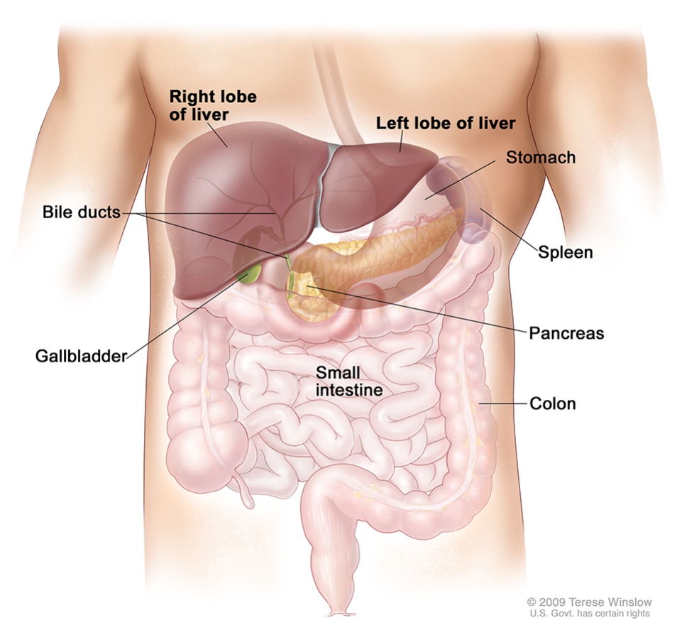diagram on the liver and other organs, focusing on liver cancer